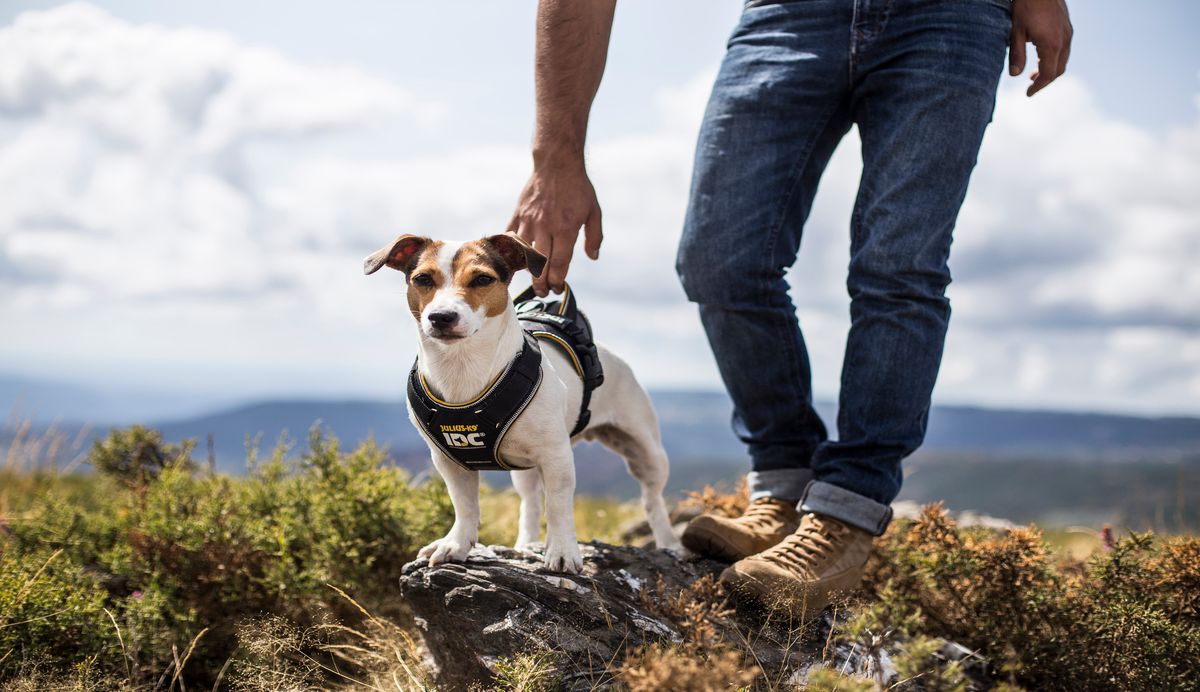Jack russel in julius K9 hondentuig