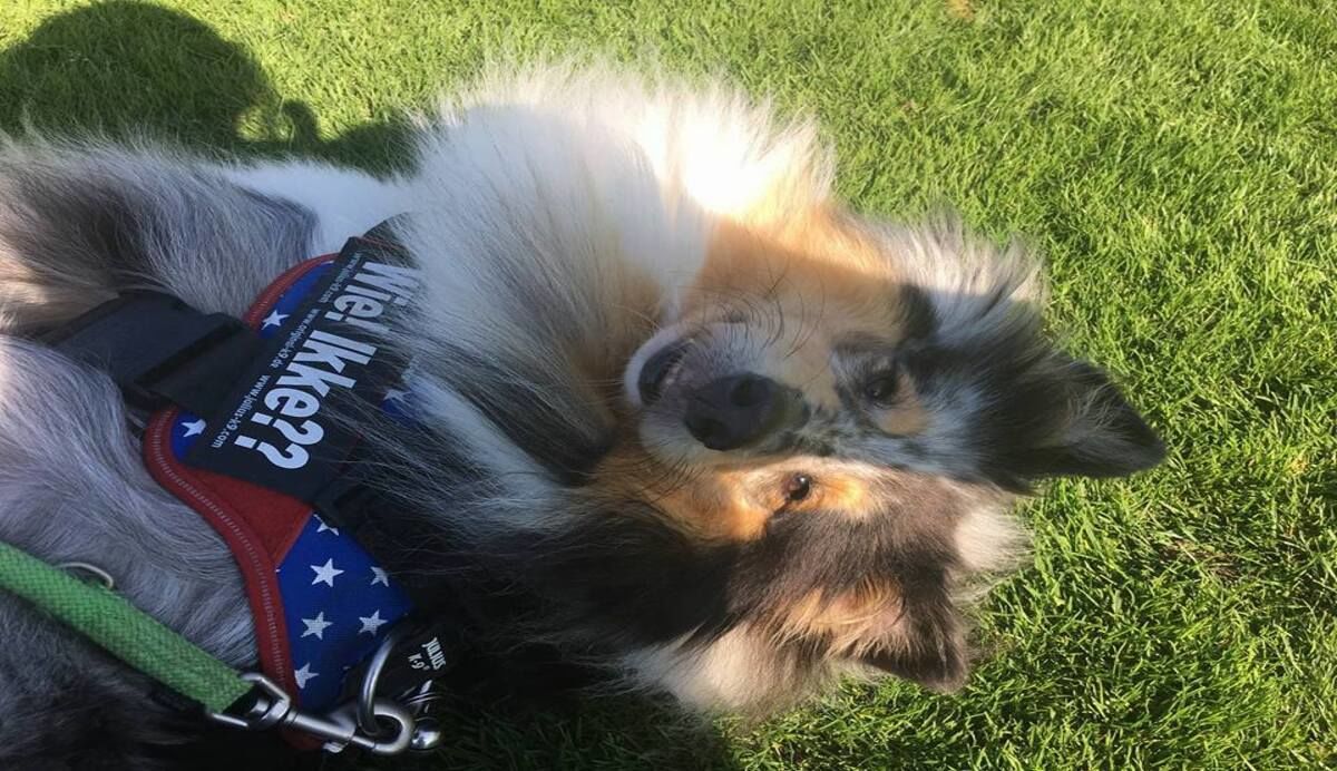 Julius-K9 naamlabels voor hondentuigen