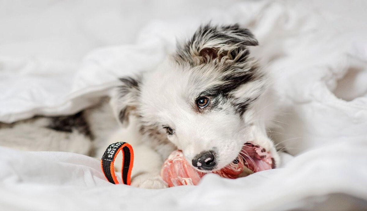 Puppy speelt met julius bal