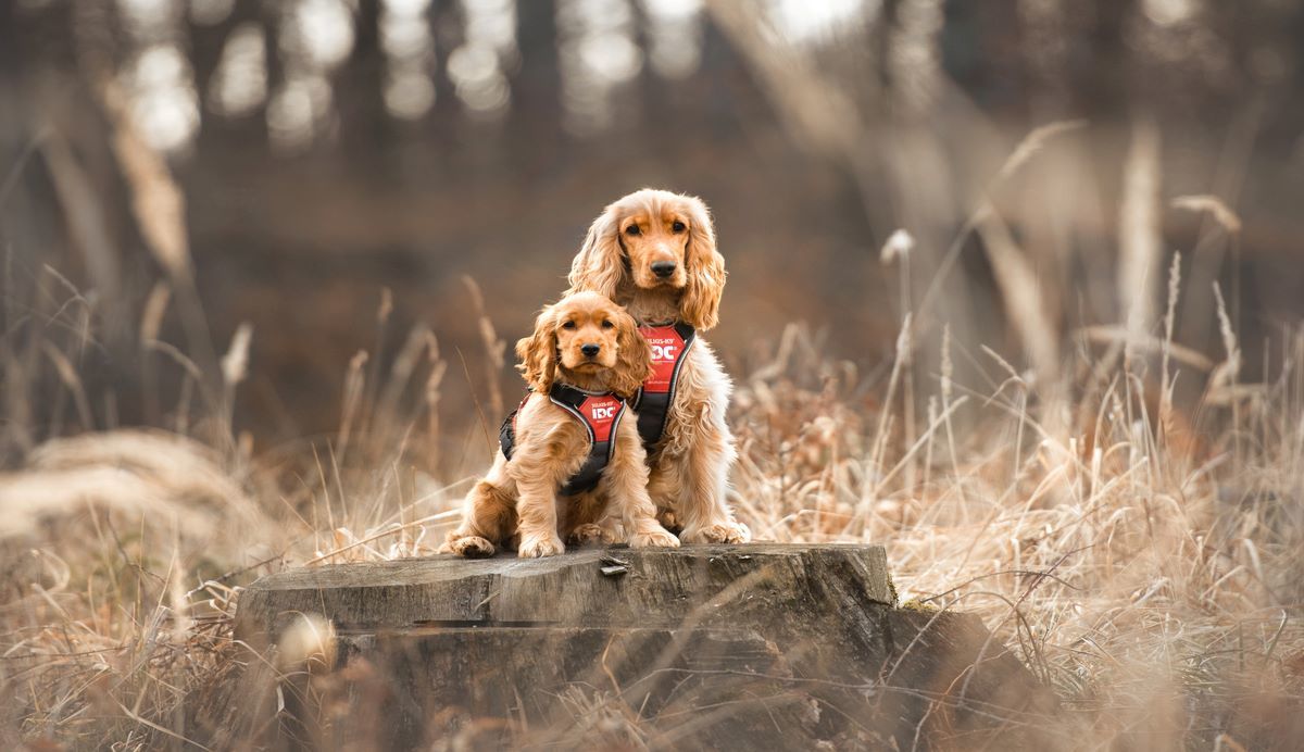 Twee poserende honden