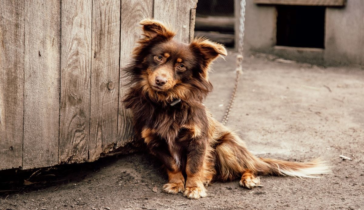 Zittende hond die verlegen kijkt