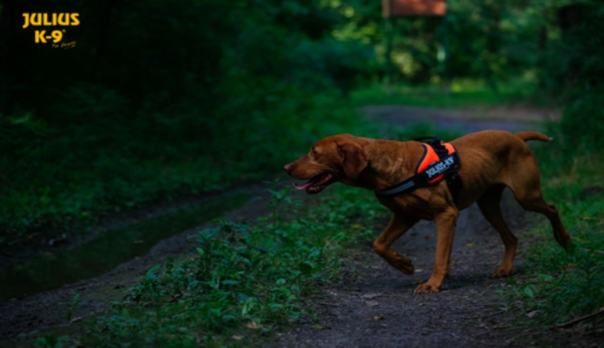 Julius-K9 hondentuig
