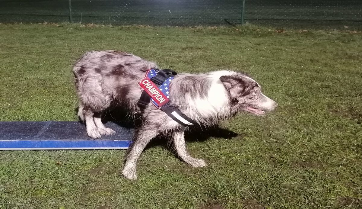 Kushuh test het Julius-K9 hondentuig