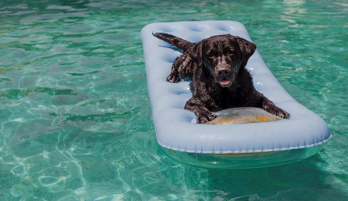 Hond ligt op ligtbed in het zwembad