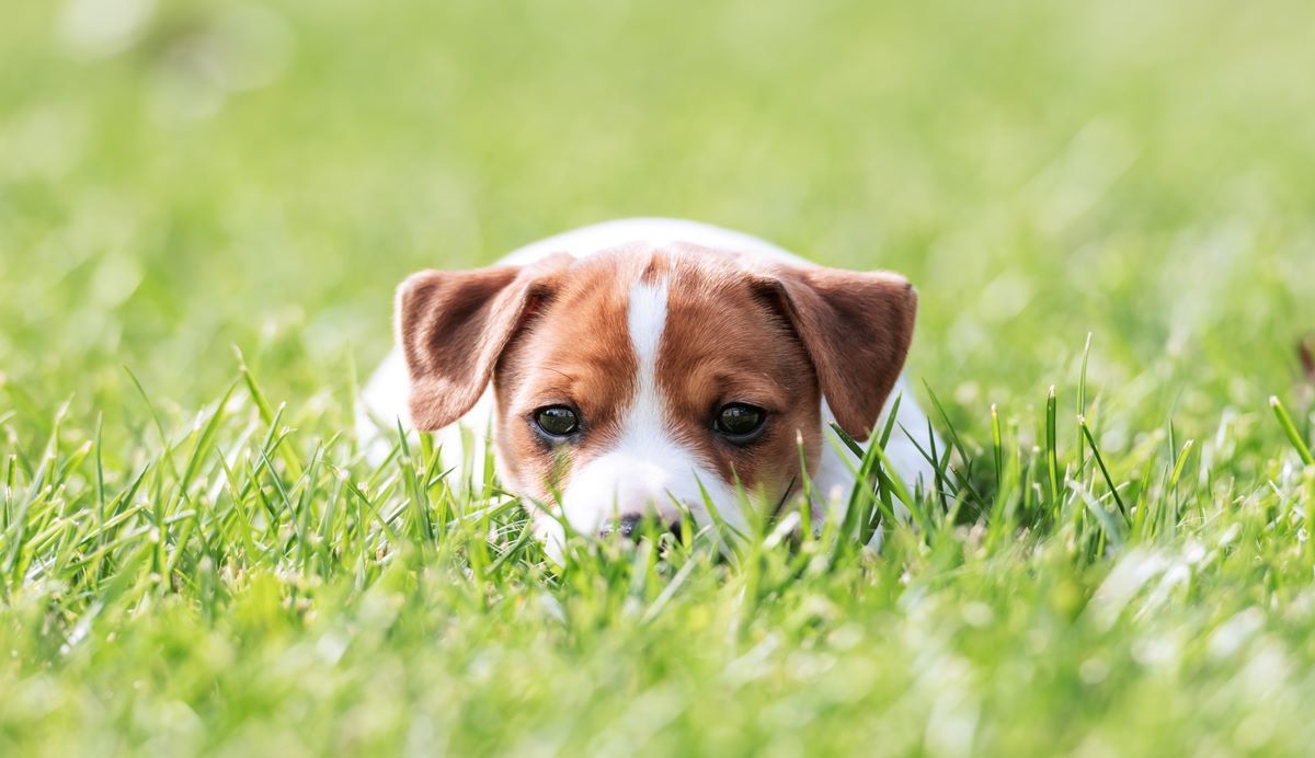 Jack russel ligt in het gras