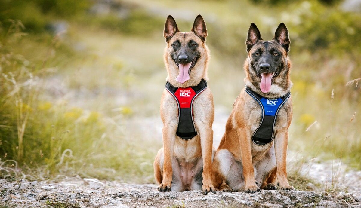 IDC longwalk hondentuig