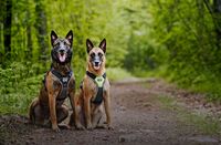 Hondentuig van Julius-K9 IDC