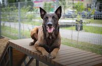 Hondensport toestellen