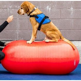 FitPAWS Peanut - Zonder noppen - Rood - 80 cm