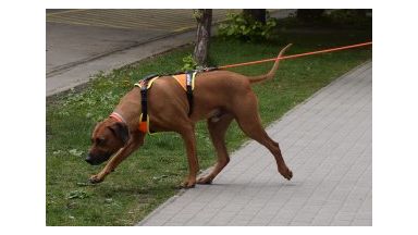 Video: het unieke Julius-K9 tuig voor mantrailing