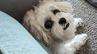 Hond ligt op de vloer en kijkt angstig omhoog.