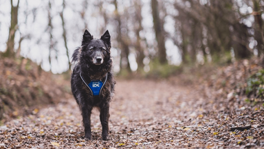 Hond speelt buiten in de herst