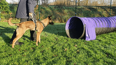 Mechelse herder Nova met haar Julius-K9 hondentuig aan.
