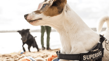 Julius-K9 hondentuig