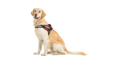 Julius-K9 hondentuig bij labrador