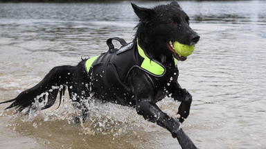 Hond in water met zwemtuig aan