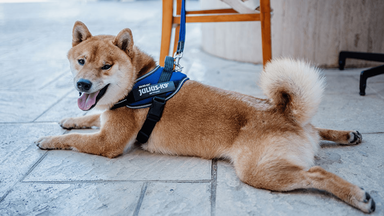 Husky met hondentuig