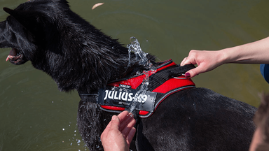 Hond in het water met tuig