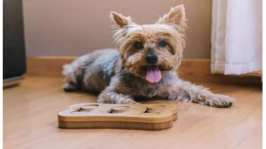 Denkspeelgoed K9 Shop