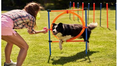 Border collie doet agility
