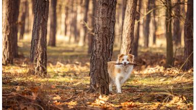 Border collie in de bossen