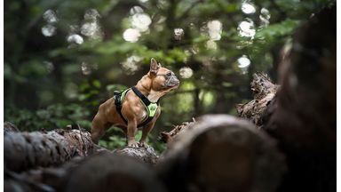 Bulldog in het bos