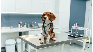 Hond bij de dierenarts