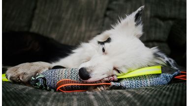 Thuis werken betekent ook een grote verandering voor jouw hond