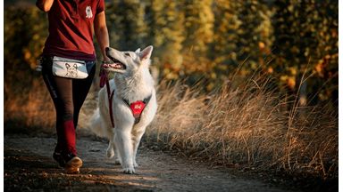 Hond lopend met baasje
