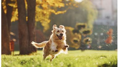 Hond rent in de bossen