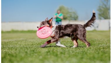 Hond speelt met een frisbee