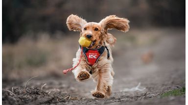 Hond speelt met Julius-K9 hondenbal