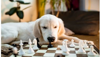 Hond speelt schaken
