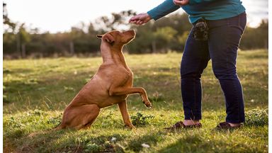 Gehoorzaamheidstraining honden