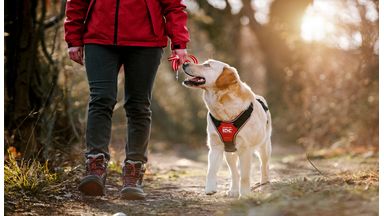 Hond wandelt in bossen met Julius K9 hondentuig