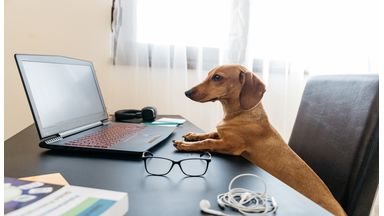 Hond achter laptop