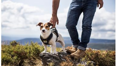 Jack russel in julius K9 hondentuig