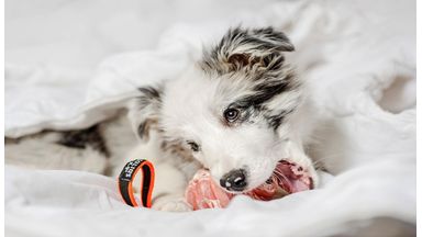 Puppy speelt met julius bal