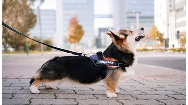 Staande hond met Julius-K9 hondentuig