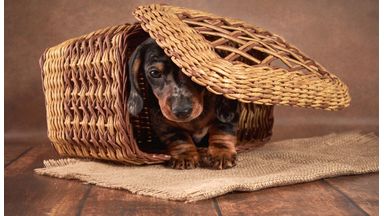 teckel in hondenmand