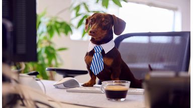 Een teckel op het kantoor