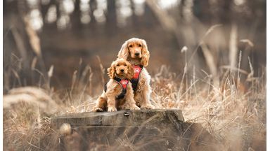 Twee poserende honden