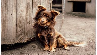 Zittende hond die verlegen kijkt