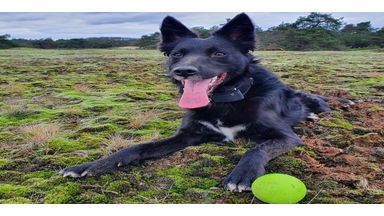 Hond Yuki met Julius-K9 halsband