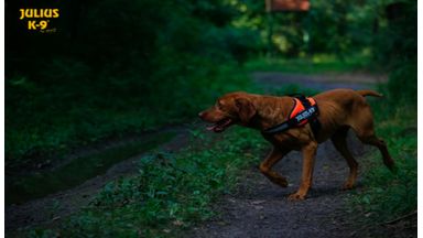 Julius-K9 hondentuig