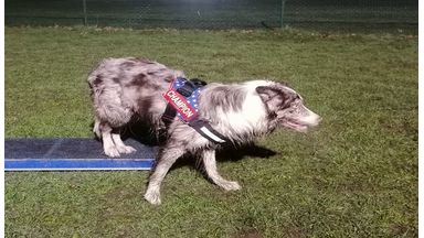 Kushuh test het Julius-K9 hondentuig