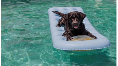 Hond ligt op ligtbed in het zwembad