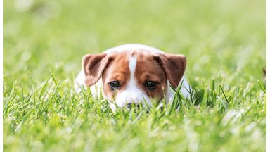 Jack russel ligt in het gras