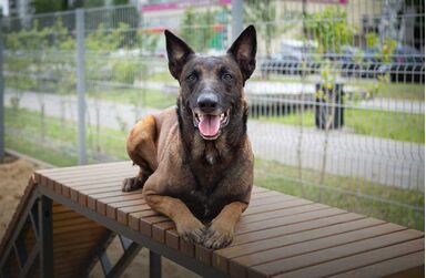 Hondensport toestellen