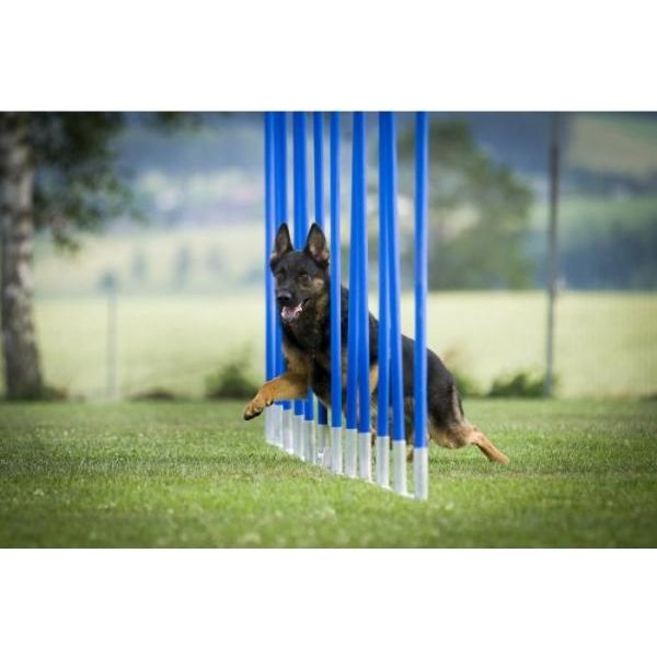 Agility Slalom | Veldmateriaal